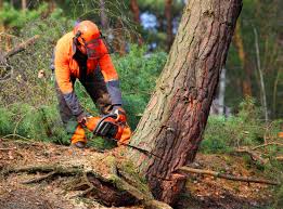 Mcallen, TX  Tree Services Company