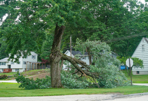 Tree and Shrub Care in Mcallen, TX